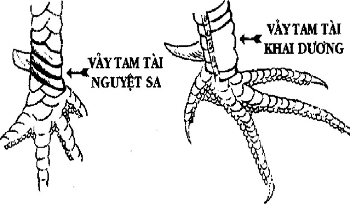 Vảy tam tài nguyệt sa