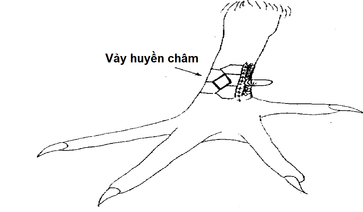 Vảy huyền châm dưới cựa